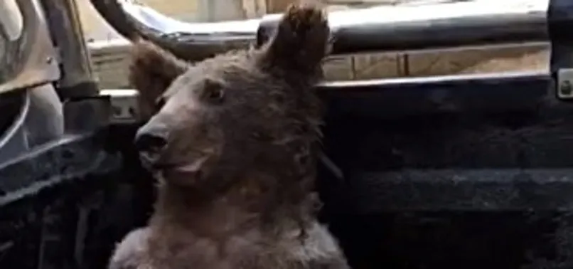 Düzce'de gülümseten olay: Acı balı yiyen ayı bayıldı