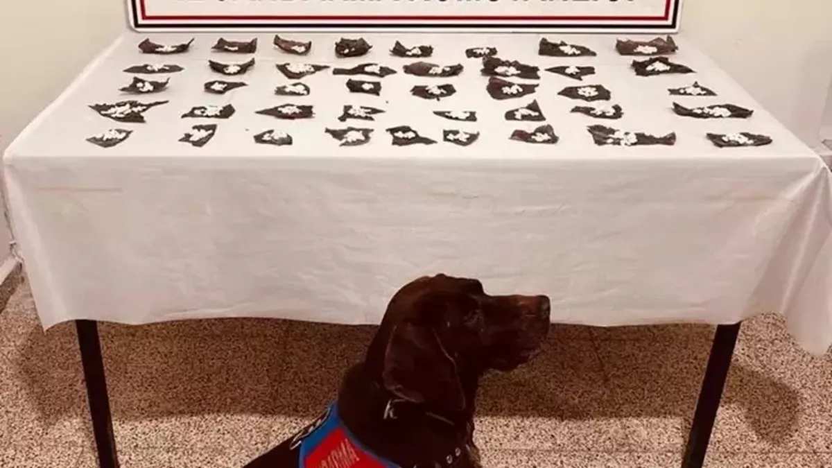 Van'da hap kapsüllerinin içine gizlenmiş bonzai ele geçirildi