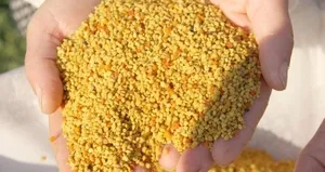 Hasadı başladı: Kilosu 300 lira!