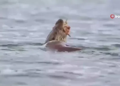 Su samuru avını yerken böyle görüntülendi