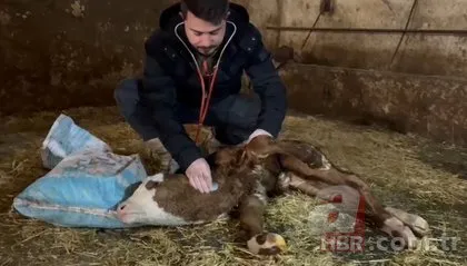 Veteriner bile şaştı kaldı! Bakın buzağının kalbi neresinde doğdu?
