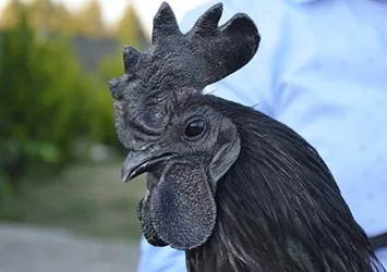 Siyah tavuğun tanesi 9 bin lira
