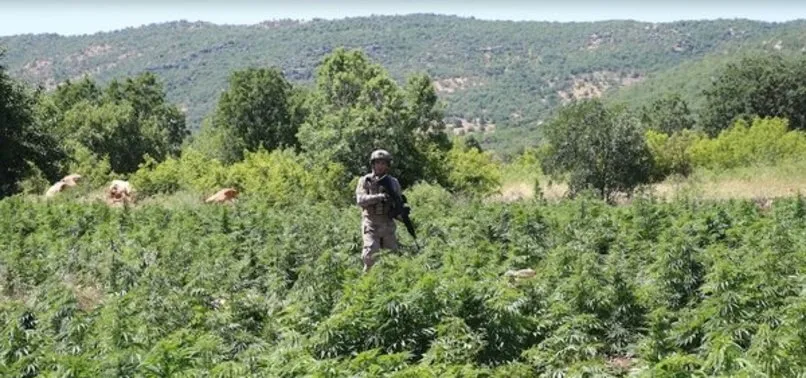 Son dakika: Bakanlık’tan uyuşturucu operasyonu açıklaması! 168 ton toz esrar elde edilebilecek kenevir bitkisi ele geçirildi