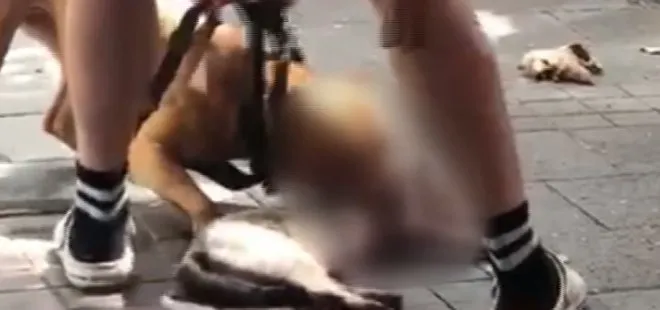İstanbul’da kediyi parçalayan pitbullun sahibine 9 bin lira para cezası