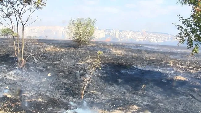 İstanbul'da Nükleer Araştırma ve Eğitim Merkezi'nde ağaçlık alanda yangın - 2