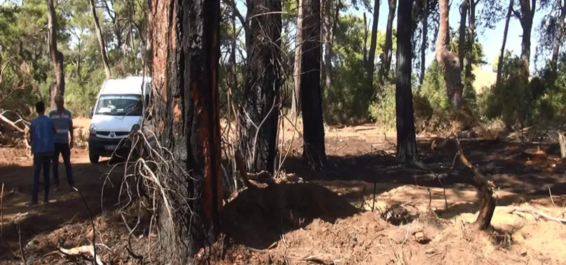 Antalya'da ormanı yakarken yakalanmıştı! Savunması çileden çıkardı