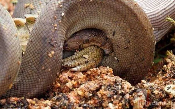 Görüntüler Türkiye'den! Ava giderken "avlandı" 15