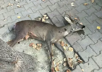 Koruma altındaki karacayı silahla vurdular