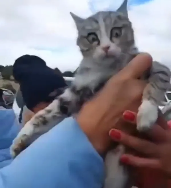 konyadaki-barinakta-2-skandal-kopeklerin-ardindan-bu-kez-de-kediler-ifadesi-cileden-cikartti-1669445287186.jpg Konya'daki barınakta 2. skandal! Köpeklerin ardından bu kez de kediler! İfadesi çileden çıkarttı - 8