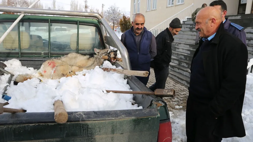 Köylüler yakaladı! Kaymakam gelince...