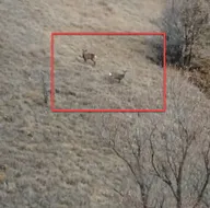 O bölgede ilk kez görüntülendiler