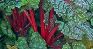 Faydasını duyunca her gün tüketeceksiniz!