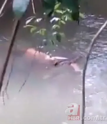 Kızgın boğa sahibine dehşeti yaşattı! 800 kiloluk Mosso böyle saldırdı 🐂 24