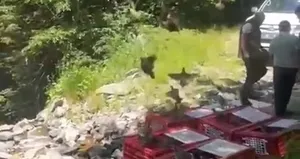 Kene ile mücadele için 1400 keklik doğaya salındı