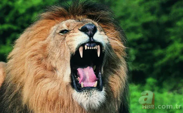 Uğur böceğinin mucizesi meğer kanatlarındaymış! 38