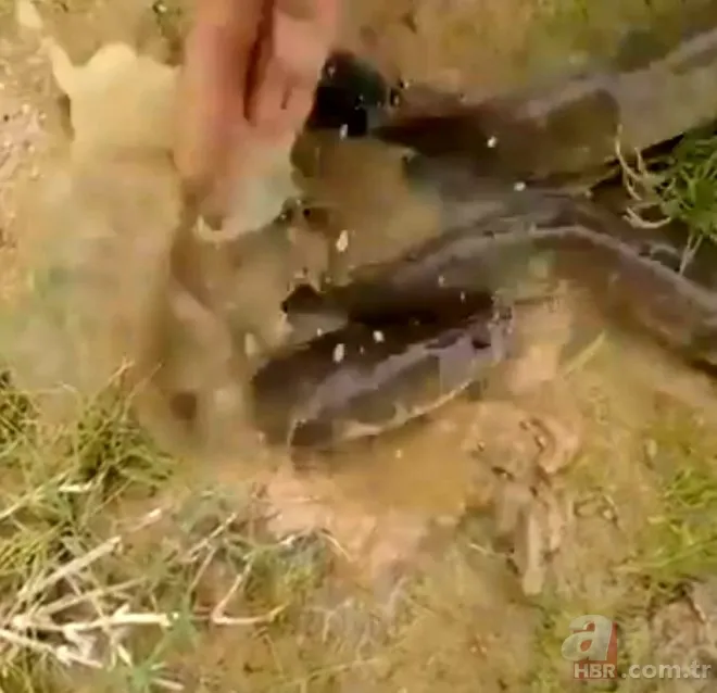 Avlayıp metrelerce ağzında böyle taşıdı! Amatör balıkçılar görüntüledi 15