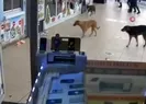 Köpeklerden korunmak için bakın ne yaptı