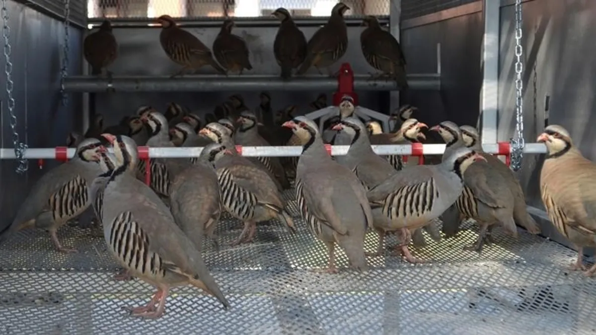 982 bin 892 keklik ve sülünle kene mücadelesi!