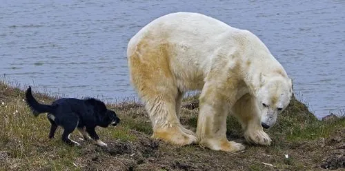 Köpekler kutup ayısına karşı