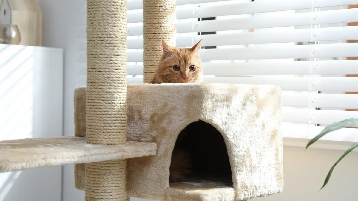 kedi-ve-kopek-tuylerini-temizleme-rehberi-kiyafetler-icin-10-pratik-yol-1777374384716.jpg Düzenli tarama ve banyo, evcil hayvanlarda tüy dökülmesini azaltıyor. (Fotoğraf: A Haber Foto Arşiv)