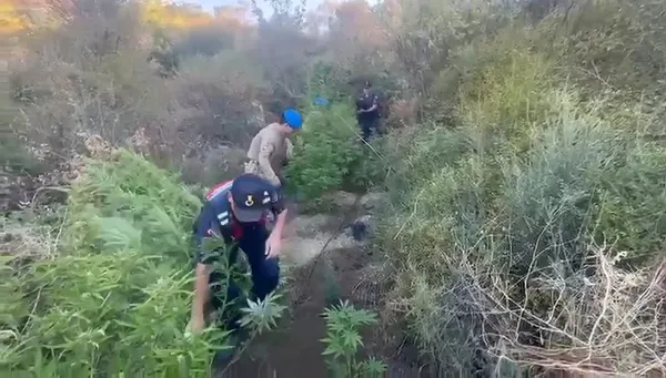 1694526023560.jpg Zehir tacirlerine geçit yok! Tekirdağ'da 514 kök Hint keneviri ve 900 gram esrar ele geçirildi - 1