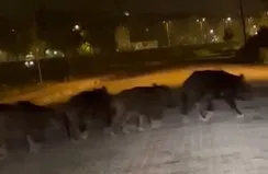 Zonguldak’ta aç kalan domuz sürüsü ilçe merkezine indi