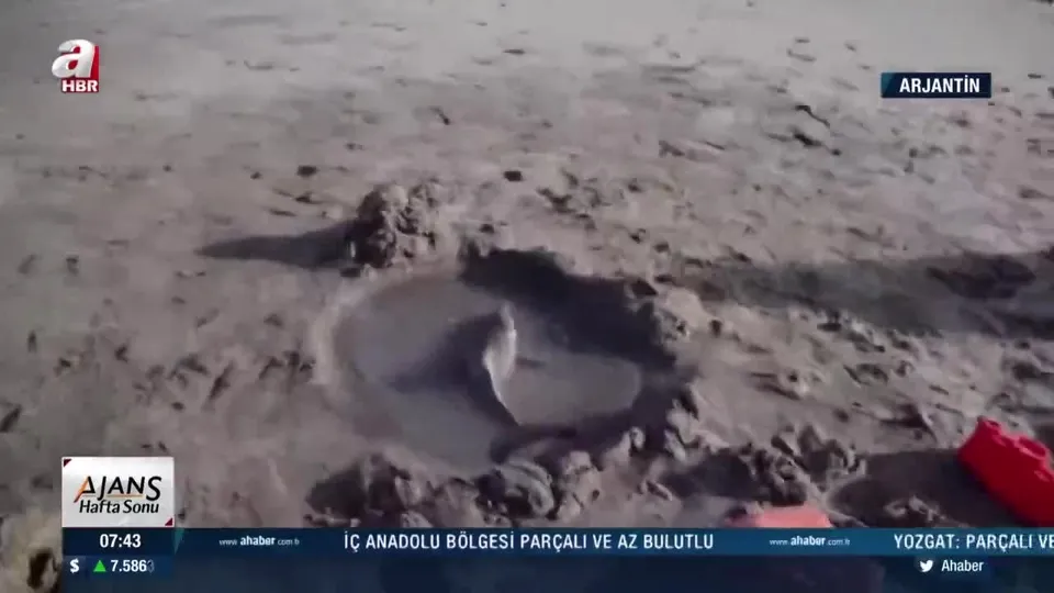 Ölmek üzere olan 3 yunus kurtarıldı