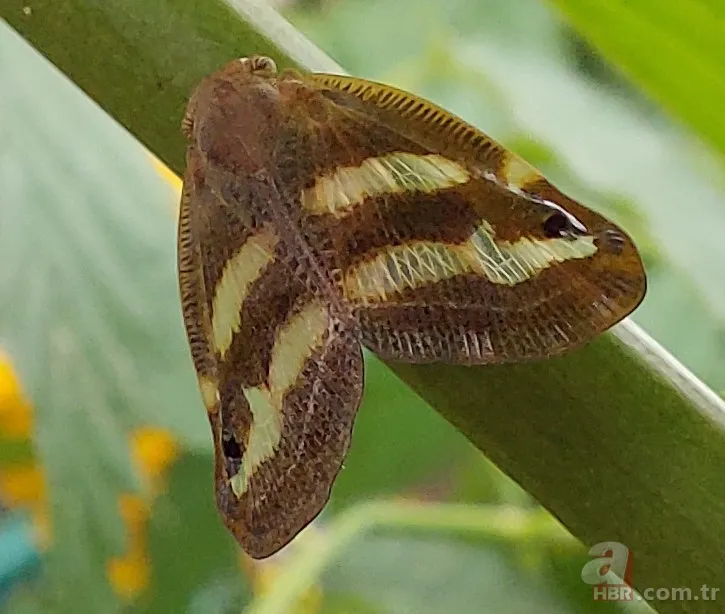 Çiftçilerin kabusu: Vampir kelebek! Artan sıcaklıklar ile yeniden ortaya çıktı 8