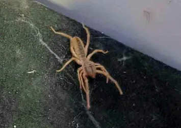 Sungurlu'da 'sarıkız' paniği