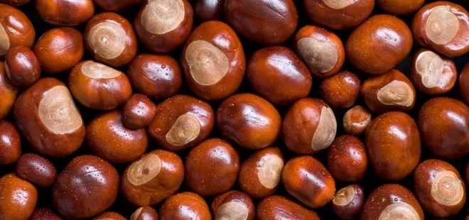 At kestanesinin bilinmeyen 5 faydası!