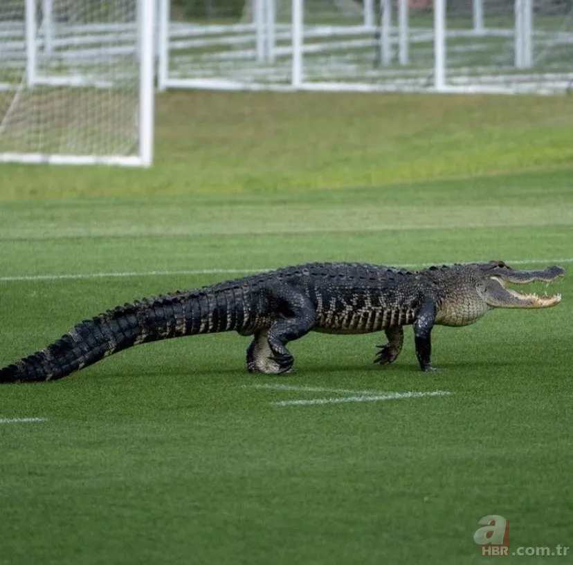 Sürücülerin kabusu oldu! Geceleri ortaya çıkıp yola fırlıyor 20