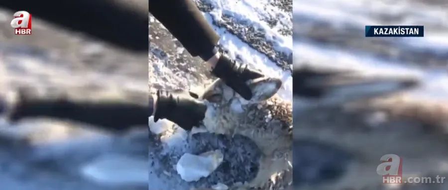 Soğuktan yüzünün tamamı dondu! Başı buz kütlesine dönen karaca böyle kurtarıldı 5