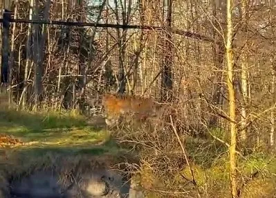 Amur Kaplanı yeni evine kavuştu