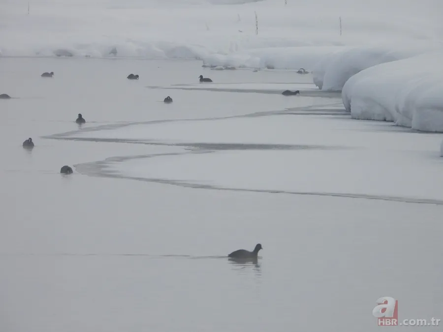 Kaz Gölü'nde kuşlar görenleri mest etti! 1