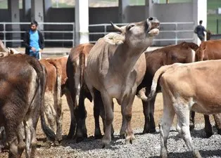 Zincir marketlerde kurban satışları başladı! İşte kurbanlık fiyatları...