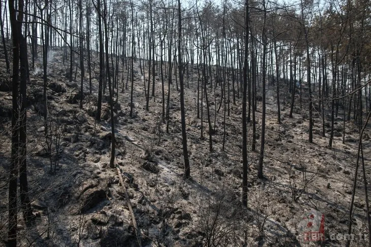 Dünyanın ciğerleri yanıyor: 40’tan fazla ülkede ormanlar alev alev!