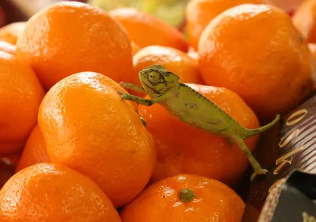 Günde 2 taneden fazla mandalina yemek tahmininizden daha zararlı