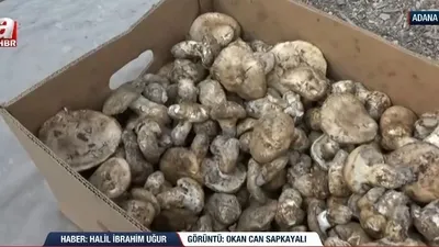 Feke’de Sedir mantarı toplanıyor