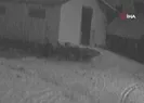 Köye inen kurtlar köpeğe saldırdı