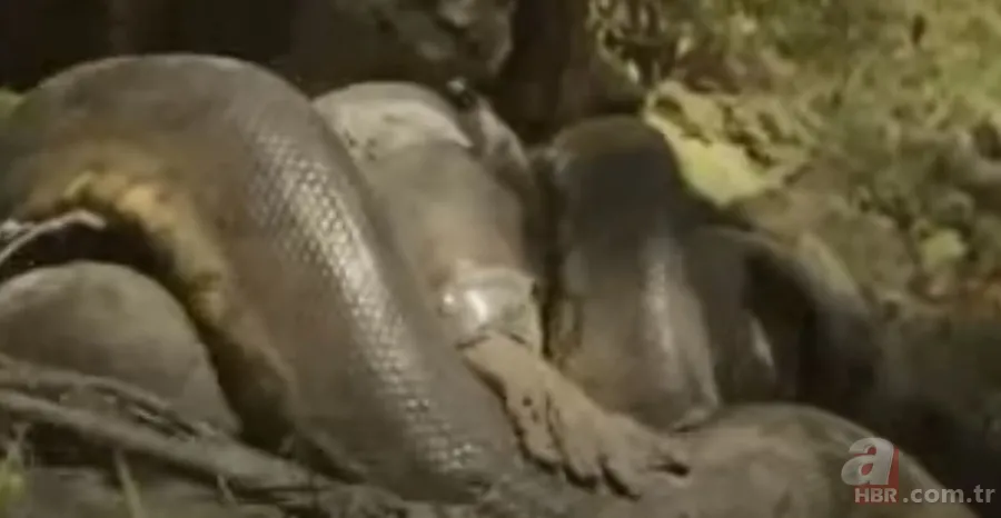 Kral kobra yılanı İngiliz adama saldırdı! Dünyanın en tehlikeli yılanı dinlenen adamı yakaladı 20