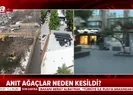 CHP’li belediyeden ağaç katliamı!