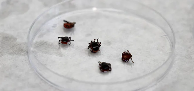 Kenenin ısırdığı çocukta KKKA görüldü!