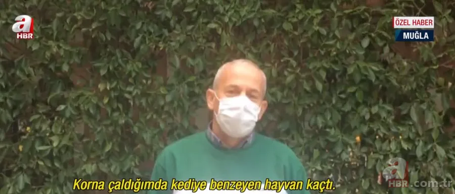 Ormanların gizemli hayvanı kara yolunda horoza saldırdı! Av hayali bakın nasıl hüsranla sonuçlandı? 6