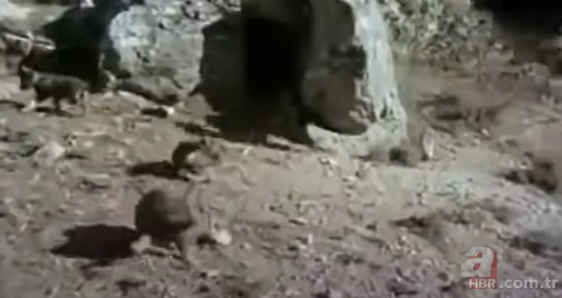 Dev kartalın nefes kesen kurt avı! Anne kurdun hatası pahalıya mal oldu 8