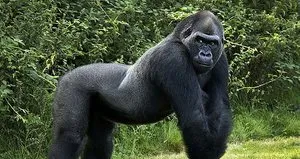 Uganda’da goril öldüren kişiye 11 yıl hapis