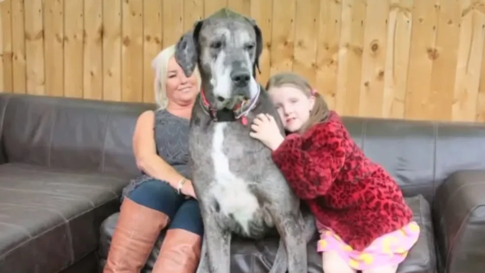 Dünyanın en uzun köpeği Freddy öldü