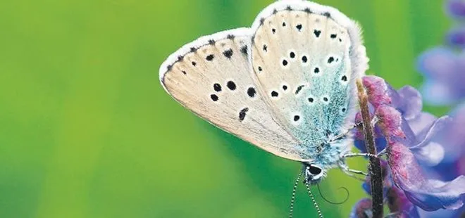 Nadir kelebeği öldürene hapis