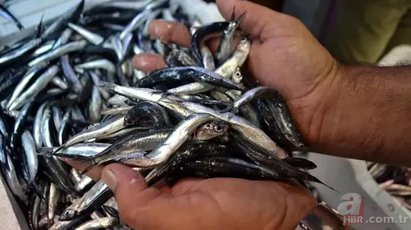 Uzmanlardan hamsi uyarısı! "1 yıl avlanmasın..." 3