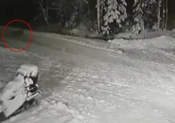 Rusya’da çocuğun ölümden mucize kurtuluşu kamerada! Kurt ile köpek karşı karşıya geldi...