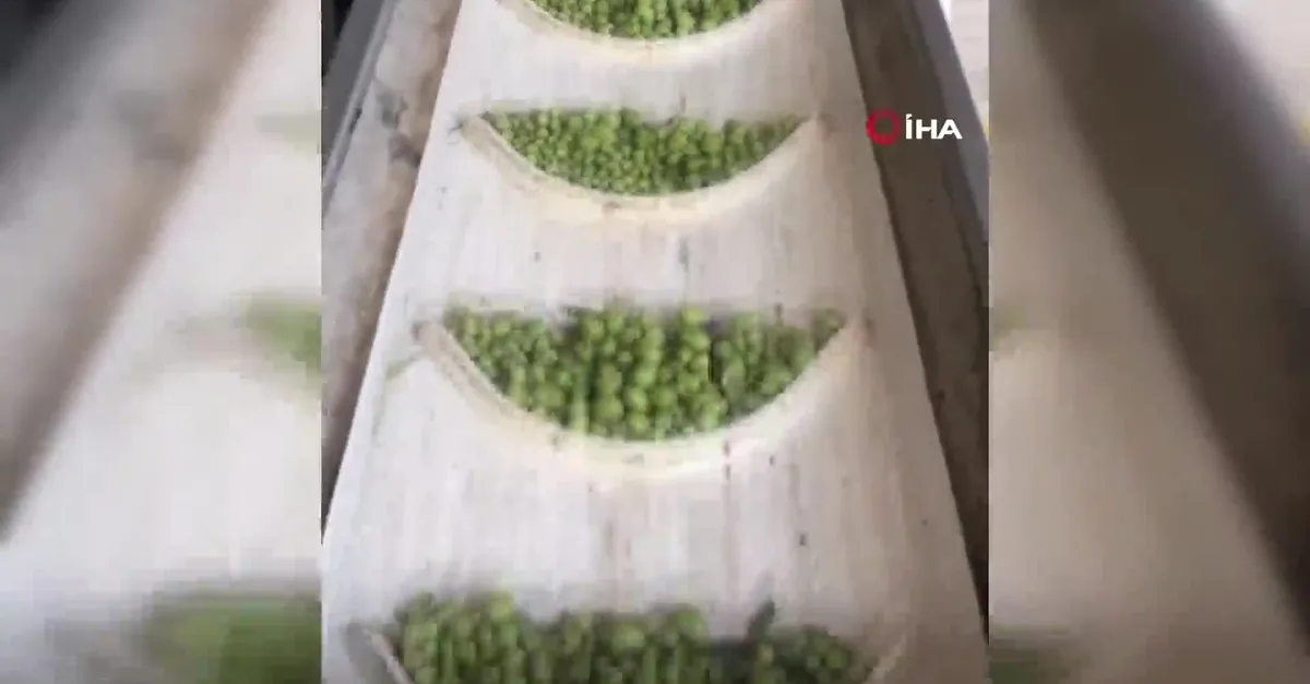Zeytin üreticilerine erken hasat uyarısı